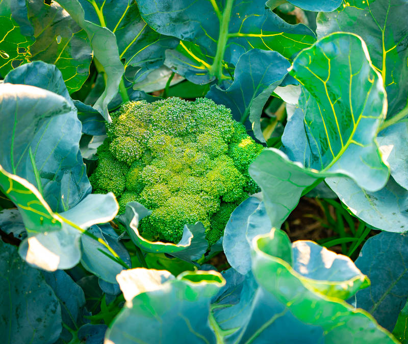 Culture du Brocoli