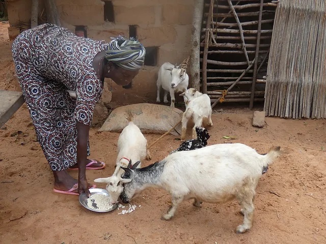 Formation en Élevage de Chèvres