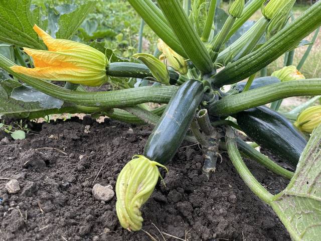 Culture de la Courgette