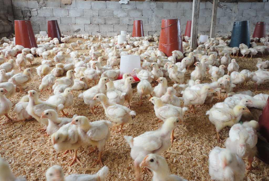 Formation sur l'Élevage des Poulets de Chair