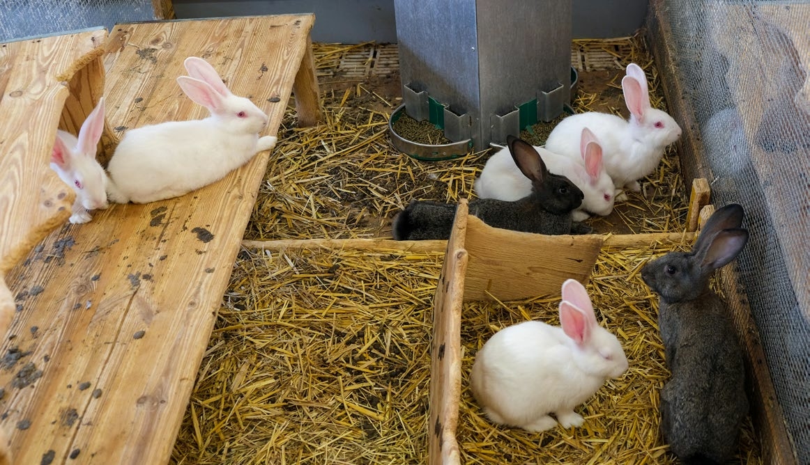 Formation sur la Transformation de l’Urine et des Crottes de Lapin