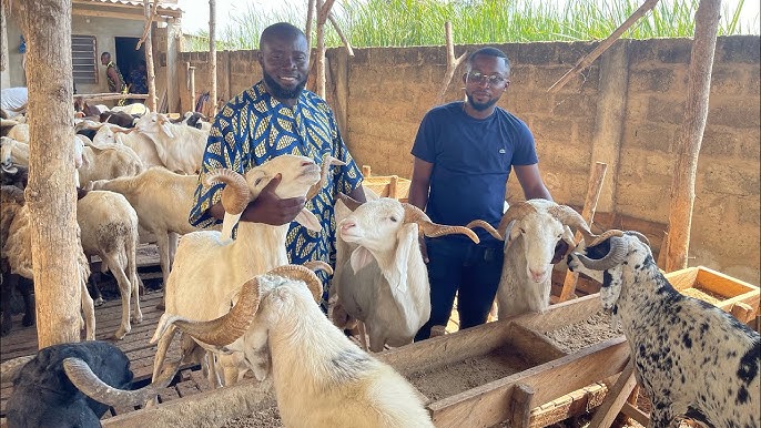 Formation en Élevage de Moutons