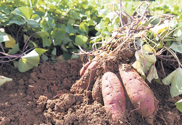 Formation en Culture de la Patate Douce