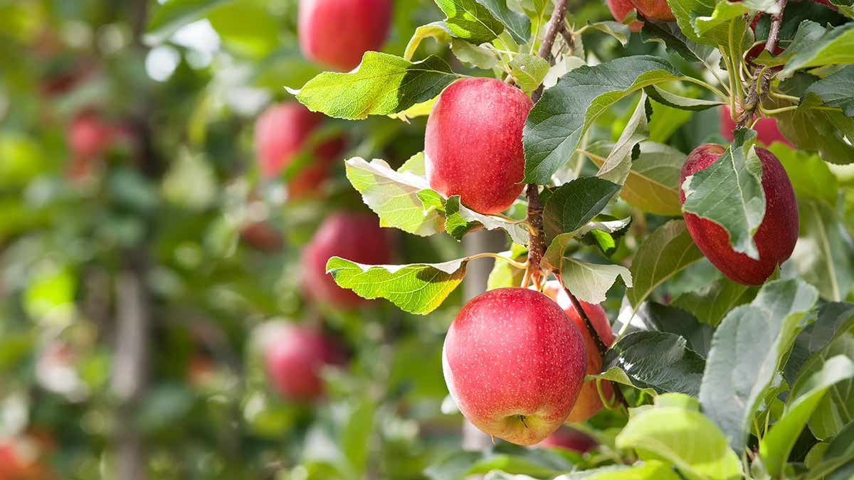 Culture de la Pomme