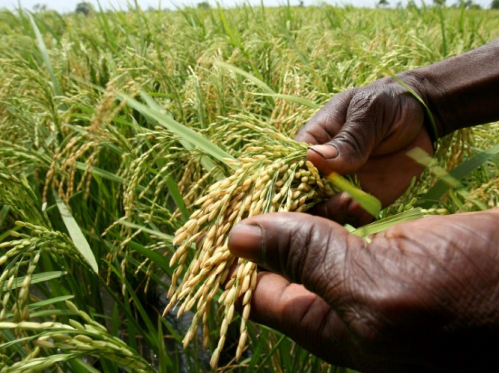 Formation en Culture du Riz