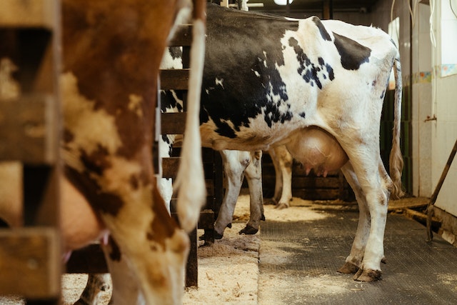 Guide pratique – Embouche de bovins laitiers 🐄