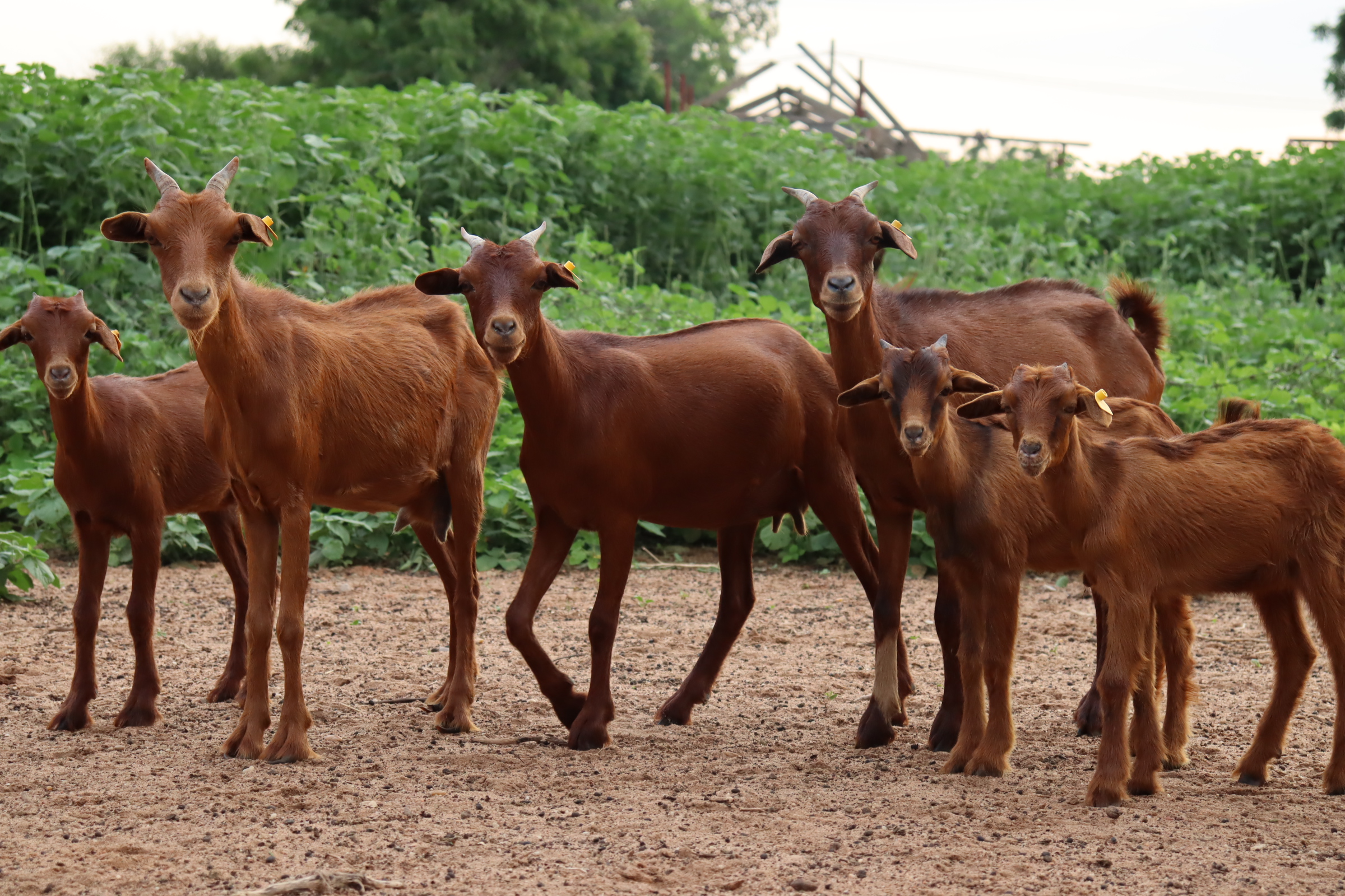 Guide pratique - Alimentation de la chèvre rousse de Maradi