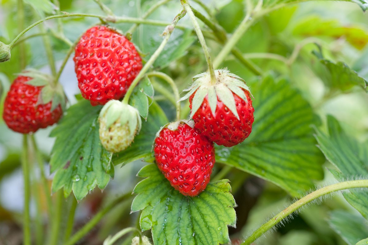 Culture de la fraise