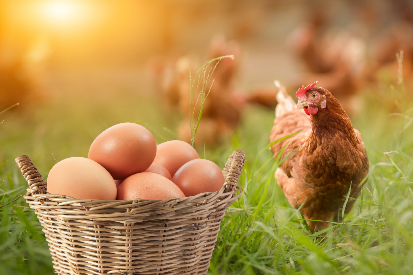 Guide pratique – Production d’œufs