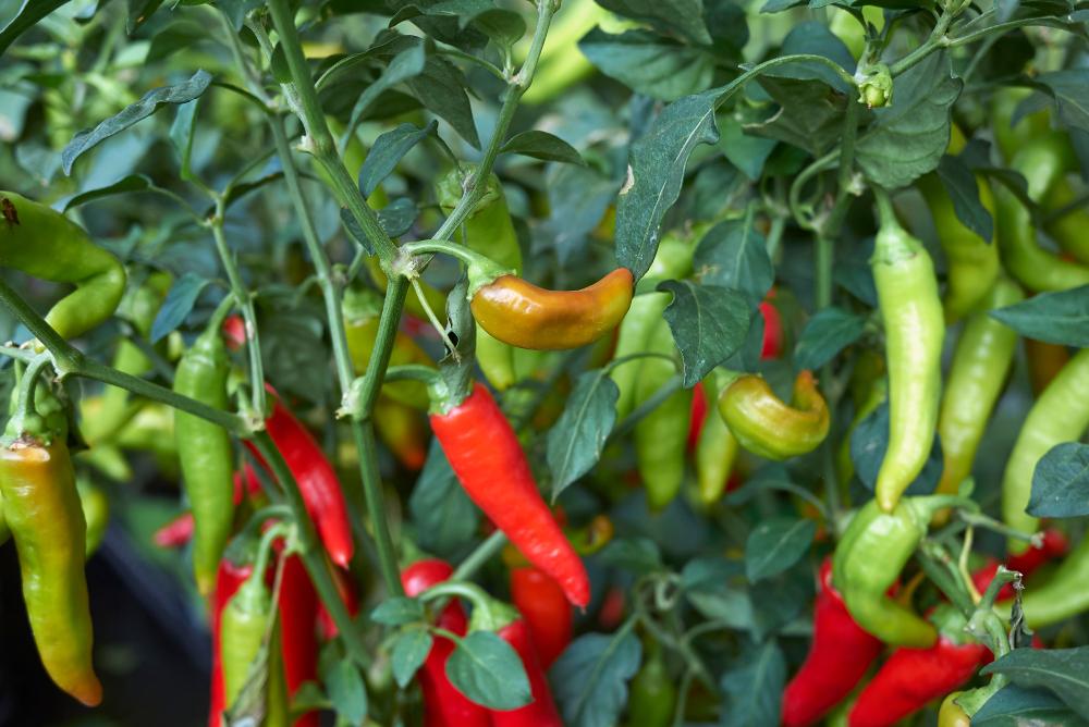 Culture du piment